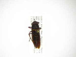  (Depanana bugabensis - INB0004198126)  @12 [ ] Copyright (2012) J. Lewis Instituto Nacional de Biodiversidad