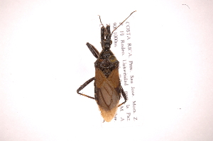 (Apiomerus subpiceus - INB0004200607)  @11 [ ] Copyright (2012) J. Lewis Instituto Nacional de Biodiversidad