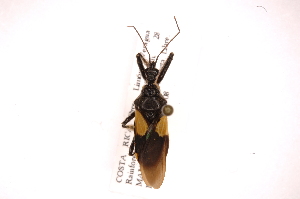  (Apiomerus binotatus - INB0004213310)  @14 [ ] Copyright (2012) J. Lewis Instituto Nacional de Biodiversidad