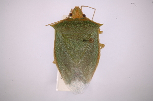  (Hemiptera - INBIOCRI000982086)  @16 [ ] Copyright (2012) Jim Lewis Instituto Nacional de Biodiversidad