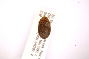  ( - INBIOCRI001744316)  @11 [ ] Copyright (2012) Jim Lewis Instituto Nacional de Biodiversidad