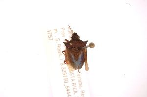  ( - INBIOCRI001926212)  @12 [ ] Copyright (2012) Jim Lewis Instituto Nacional de Biodiversidad