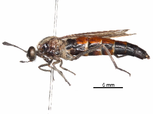  (Leptomydas lusitanicus - CCDB-31120-A07)  @11 [ ] CreativeCommons - Attribution (2017) CBG Photography Group Centre for Biodiversity Genomics