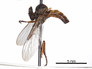  (Damalis saigonensis - CCDB-31120-D03)  @11 [ ] CreativeCommons - Attribution (2017) CBG Photography Group Centre for Biodiversity Genomics