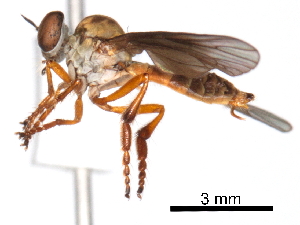 ( - CCDB-31120-D05)  @11 [ ] CreativeCommons - Attribution (2017) CBG Photography Group Centre for Biodiversity Genomics