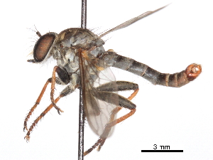  ( - CCDB-31120-D10)  @11 [ ] CreativeCommons - Attribution (2017) CBG Photography Group Centre for Biodiversity Genomics