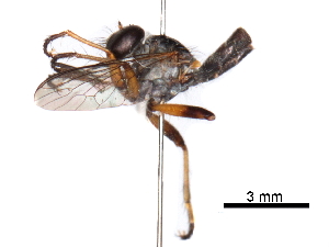  ( - CCDB-31120-E01)  @12 [ ] CreativeCommons - Attribution (2017) CBG Photography Group Centre for Biodiversity Genomics