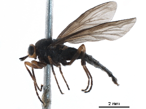  ( - CCDB-31122-D06)  @11 [ ] CreativeCommons - Attribution (2017) CBG Photography Group Centre for Biodiversity Genomics