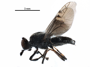  (Euryneura peruana - CCDB-31122-H07)  @11 [ ] CreativeCommons - Attribution (2017) CBG Photography Group Centre for Biodiversity Genomics