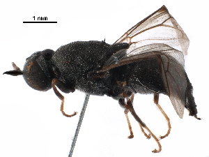  (Octarthria - CCDB-31123-A03)  @11 [ ] CreativeCommons - Attribution (2017) CBG Photography Group Centre for Biodiversity Genomics