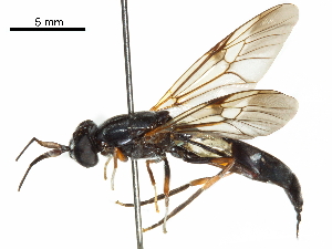  ( - CCDB-31123-A09)  @11 [ ] CreativeCommons - Attribution (2017) CBG Photography Group Centre for Biodiversity Genomics