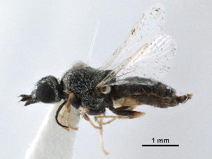  (Nemotelus acutirostris - CCDB-31123-E10)  @11 [ ] CreativeCommons - Attribution (2017) CBG Photography Group Centre for Biodiversity Genomics