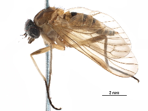  ( - CCDB-31123-F03)  @11 [ ] CreativeCommons - Attribution (2017) CBG Photography Group Centre for Biodiversity Genomics
