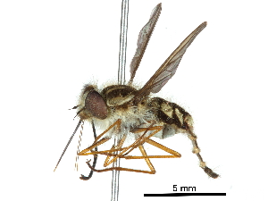  (Trichophthalma jaffueli - CCDB-31124-A08)  @11 [ ] CreativeCommons - Attribution (2017) CBG Photography Group Centre for Biodiversity Genomics