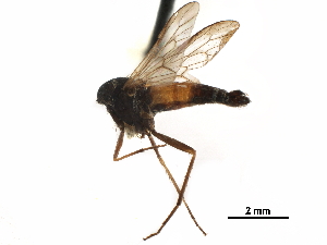  ( - CCDB-31124-C06)  @11 [ ] CreativeCommons - Attribution (2017) CBG Photography Group Centre for Biodiversity Genomics