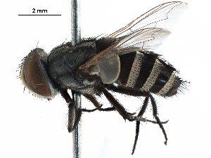  (Miltogramma angustifrons - CCDB-31124-H06)  @11 [ ] CreativeCommons - Attribution (2017) CBG Photography Group Centre for Biodiversity Genomics