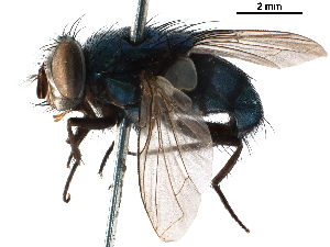  ( - CCDB-31125-F01)  @11 [ ] CreativeCommons - Attribution (2017) CBG Photography Group Centre for Biodiversity Genomics