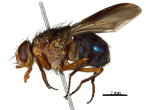  ( - CCDB-31125-G12)  @11 [ ] CreativeCommons - Attribution (2017) CBG Photography Group Centre for Biodiversity Genomics