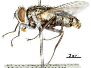  ( - CCDB-31126-G05)  @11 [ ] CreativeCommons - Attribution (2017) CBG Photography Group Centre for Biodiversity Genomics