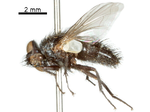  ( - CCDB-31126-G10)  @11 [ ] CreativeCommons - Attribution (2017) CBG Photography Group Centre for Biodiversity Genomics