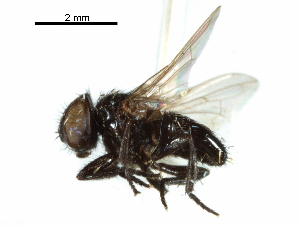  (Litophasia hyalipennis - CCDB-31127-B08)  @11 [ ] CreativeCommons - Attribution (2017) CBG Photography Group Centre for Biodiversity Genomics