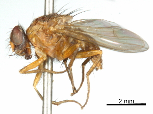  ( - CCDB-31128-D12)  @11 [ ] CreativeCommons - Attribution (2017) CBG Photography Group Centre for Biodiversity Genomics