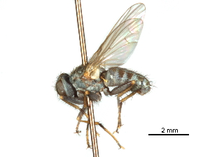  ( - CCDB-31128-E12)  @11 [ ] CreativeCommons - Attribution (2017) CBG Photography Group Centre for Biodiversity Genomics
