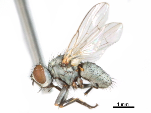  ( - CCDB-31128-F10)  @11 [ ] CreativeCommons - Attribution (2017) CBG Photography Group Centre for Biodiversity Genomics