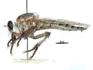  (Promachus giganteus - CCDB-31129-F04)  @11 [ ] CreativeCommons - Attribution (2017) CBG Photography Group Centre for Biodiversity Genomics