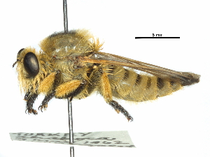  ( - CCDB-31129-F05)  @11 [ ] CreativeCommons - Attribution (2017) CBG Photography Group Centre for Biodiversity Genomics