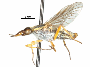  (Nebritus pellucidus - CCDB-31129-H07)  @11 [ ] CreativeCommons - Attribution (2017) CBG Photography Group Centre for Biodiversity Genomics