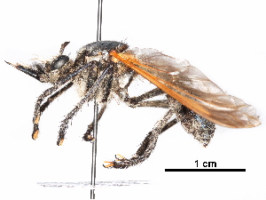  (Lamyra greatheadi - CCDB-31121-A02)  @11 [ ] CreativeCommons - Attribution (2017) CBG Photography Group Centre for Biodiversity Genomics
