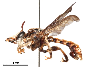  (Stiphrolamyra - CCDB-31121-B07)  @11 [ ] CreativeCommons - Attribution (2017) CBG Photography Group Centre for Biodiversity Genomics