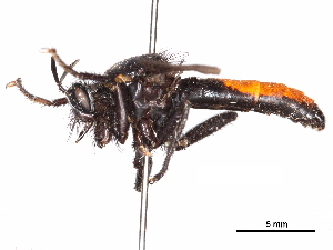  ( - CCDB-31121-C09)  @11 [ ] CreativeCommons - Attribution (2017) CBG Photography Group Centre for Biodiversity Genomics