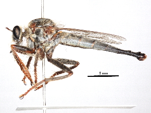 ( - CCDB-31121-C12)  @11 [ ] CreativeCommons - Attribution (2017) CBG Photography Group Centre for Biodiversity Genomics