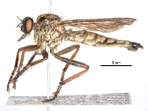  (Eutolmus lecythus - CCDB-31121-E11)  @11 [ ] CreativeCommons - Attribution (2017) CBG Photography Group Centre for Biodiversity Genomics