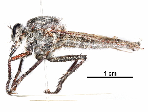  ( - CCDB-31121-H10)  @11 [ ] CreativeCommons - Attribution (2017) CBG Photography Group Centre for Biodiversity Genomics