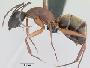  (Camponotus aurosus - CASENT0135247-D01)  @13 [ ] Unspecified (default): All Rights Reserved  Unspecified Unspecified
