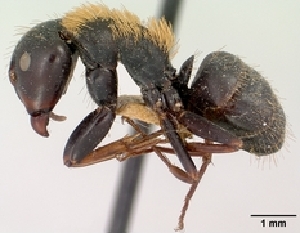  (Camponotus ursus - CASENT0123049-D01)  @13 [ ] Unspecified (default): All Rights Reserved  Unspecified Unspecified