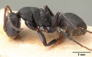  (Camponotus edmondi - CASENT0188201-D01)  @13 [ ] Unspecified (default): All Rights Reserved  Unspecified Unspecified