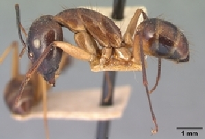  (Camponotus strangulatus - CASENT0134829-D01)  @13 [ ] Unspecified (default): All Rights Reserved  Unspecified Unspecified