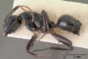  (Camponotus mocquerysi - CASENT0488918-D01)  @13 [ ] Unspecified (default): All Rights Reserved  Unspecified Unspecified