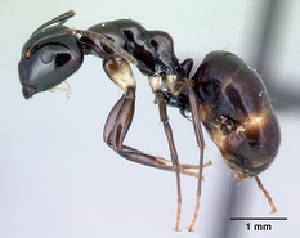  (Camponotus MG085 - CASENT0188367-D01)  @13 [ ] CreativeCommons - Attribution Non-Commercial No Derivatives (2011) Brian Fisher California Academy of Sciences