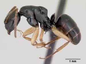  (Camponotus alamaina - CASENT0492228-D01)  @13 [ ] Unspecified (default): All Rights Reserved  Unspecified Unspecified