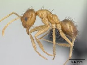  (Nylanderia comorensis - CASENT0133954)  @13 [ ] Unspecified (default): All Rights Reserved  Unspecified Unspecified