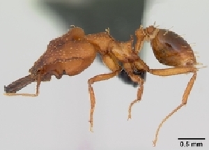  ( - CASENT0133602)  @13 [ ] CreativeCommons - Attribution Non-Commercial No Derivatives (2011) Brian Fisher California Academy of Sciences