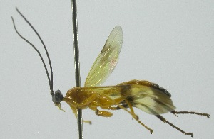 (Acrotaphus tibialis - INB0003787731)  @11 [ ] Copyright (2011) R. Zuniga INBio