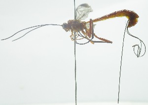  (Apechoneura nigricornis - INB0003134791)  @11 [ ] Copyright (2011) R. Zuniga INBio