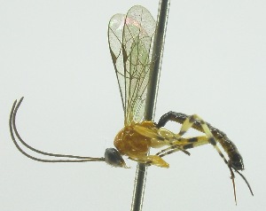  (Polysphincta naranjae - INB0003159059)  @14 [ ] Copyright (2011) R. Zuniga INBio