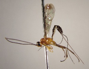  ( - INB0003987926)  @13 [ ] Copyright (2010) Ronald Zuniga Unspecified